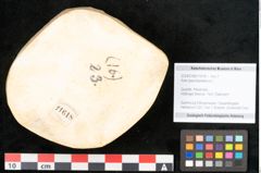 Foto (Objekt + Etikett) von Acer pseudoplatanus L. (NHMW-GEO-2024-0188-11618)